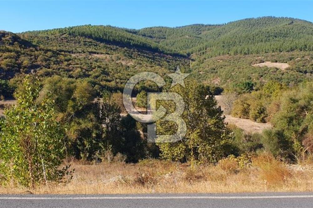 KEPSUT/BEKTAŞLAR'DA ORMANA BİTİŞİK YATIRIMLIK ARAZİ