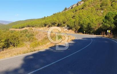 KEPSUT/BEKTAŞLAR'DA ORMANA BİTİŞİK YATIRIMLIK ARAZİ