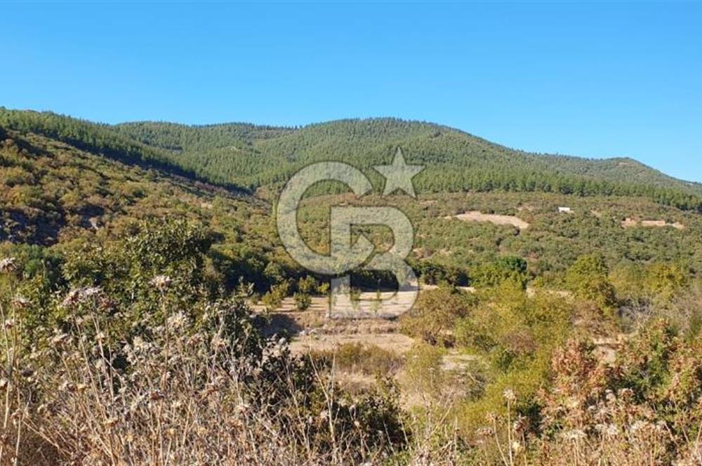 KEPSUT/BEKTAŞLAR'DA ORMANA BİTİŞİK YATIRIMLIK ARAZİ
