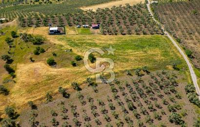 Foça Kocamehmetler'de Satılık 1250 m2 Tarla
