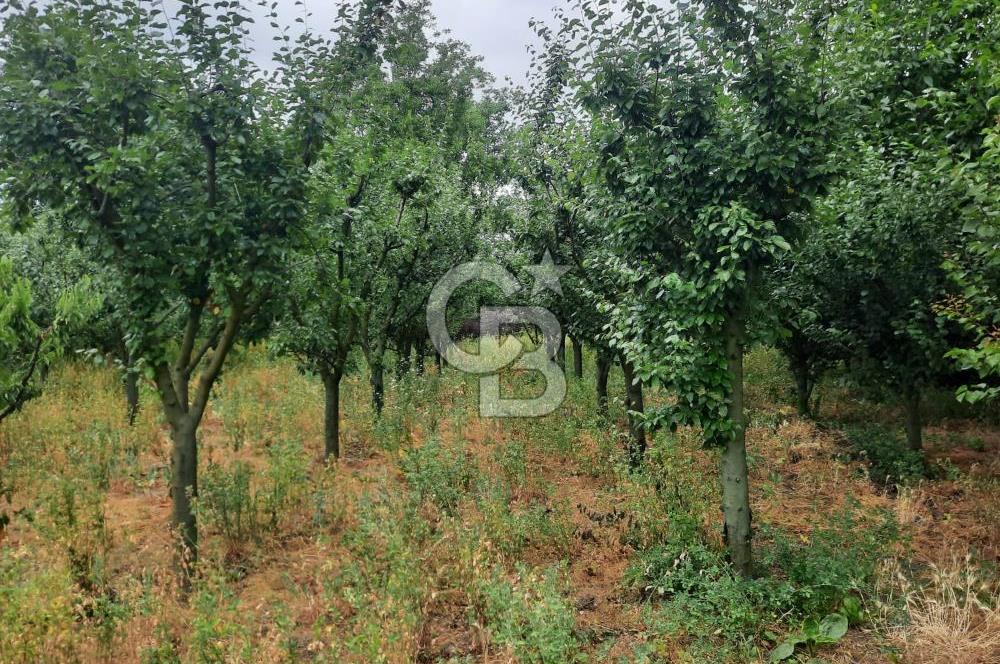 TOKAT BÜYÜKYILDIZ KANAL ALTI TEK TAPU BAHÇE - 1.526M2 VE 2+1 EV