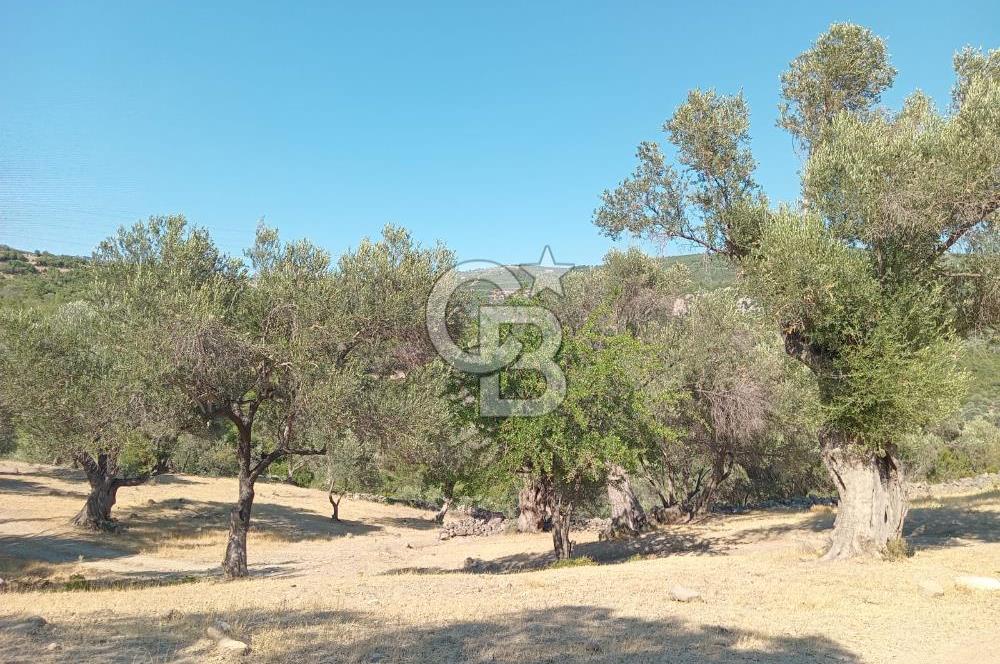 BORNOVA EĞRİDEREDE SATILIK ARSA 