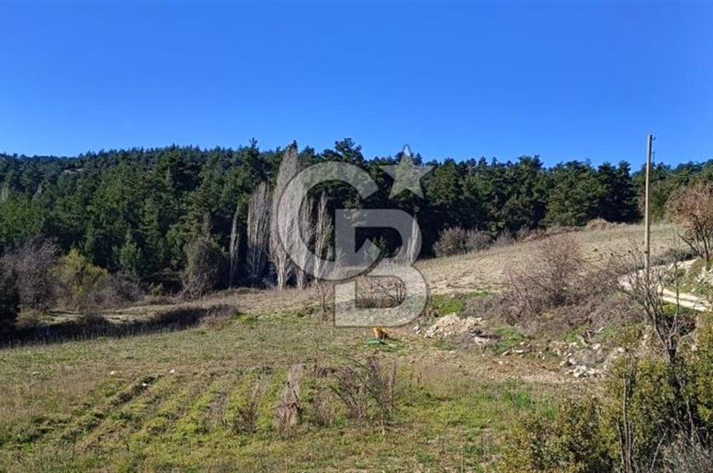 Muğla Günlüce mahallesinde satılık imarlı tarla