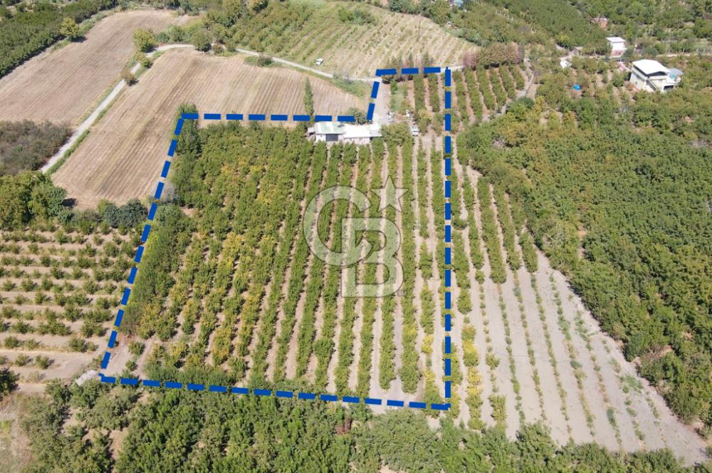 KEMALPAŞA BAĞYURDU YENİ MAH. 10.482 m2 SATILIK BAĞ