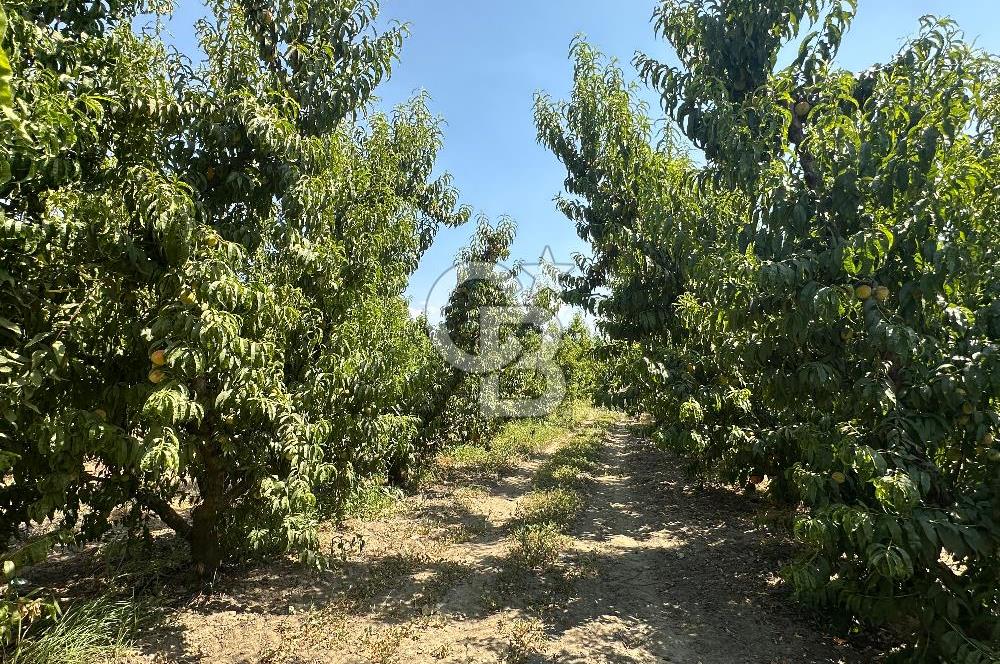 KEMALPAŞA BAĞYURDU YENİ MAH. 10.482 m2 SATILIK BAĞ