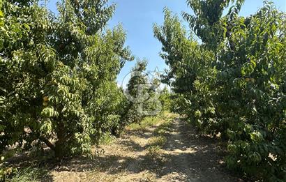 KEMALPAŞA BAĞYURDU YENİ MAH. 10.482 m2 SATILIK BAĞ