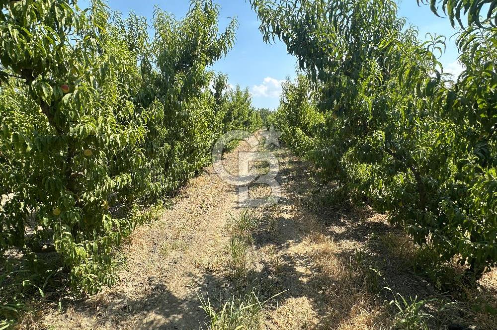 KEMALPAŞA BAĞYURDU YENİ MAH. 10.482 m2 SATILIK BAĞ