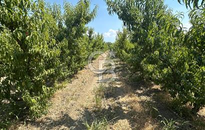 KEMALPAŞA BAĞYURDU YENİ MAH. 10.482 m2 SATILIK BAĞ