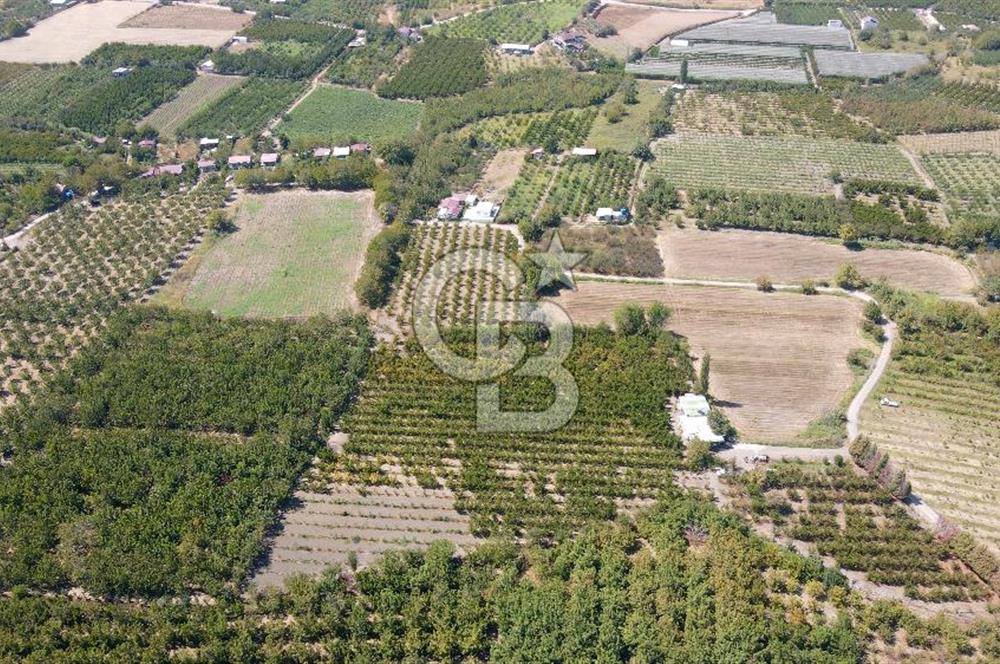 KEMALPAŞA BAĞYURDU YENİ MAH. 10.482 m2 SATILIK BAĞ