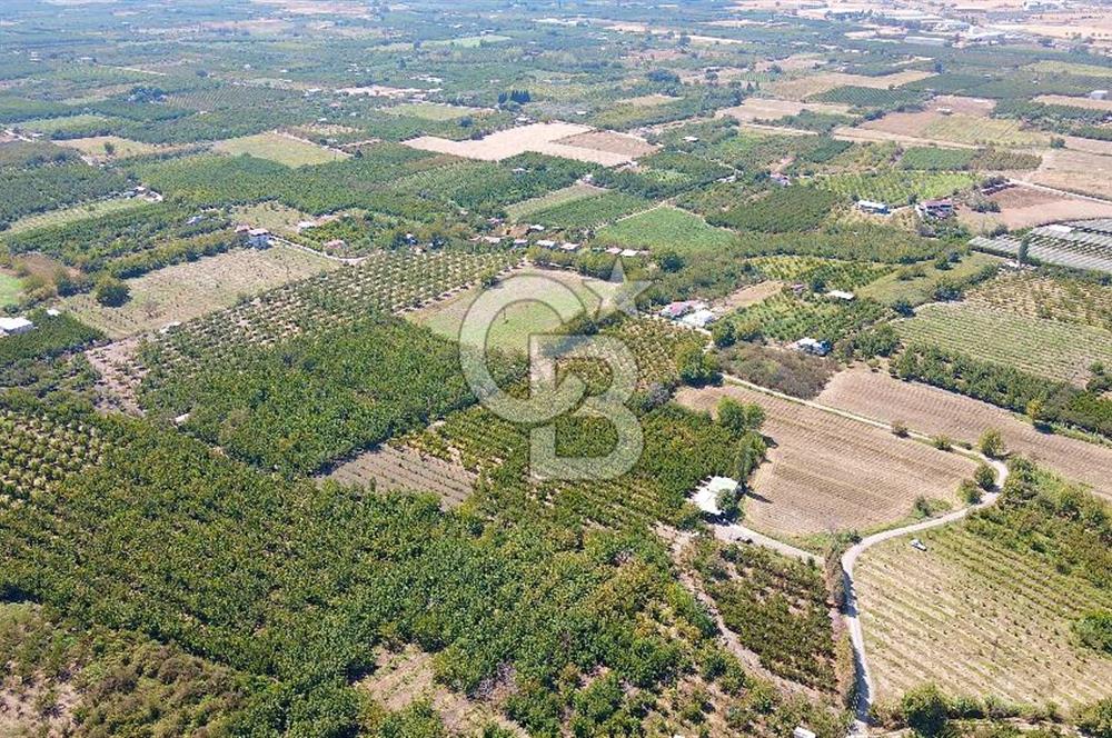KEMALPAŞA BAĞYURDU YENİ MAH. 10.482 m2 SATILIK BAĞ
