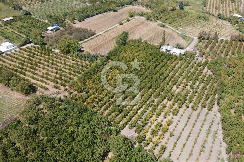 KEMALPAŞA BAĞYURDU YENİ MAH. 10.482 m2 SATILIK BAĞ