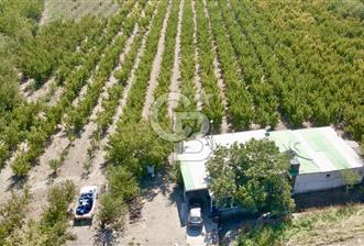 KEMALPAŞA BAĞYURDU YENİ MAH. 10.482 m2 SATILIK BAĞ