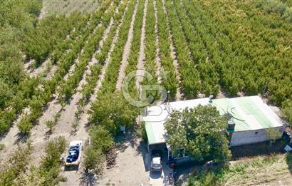 KEMALPAŞA BAĞYURDU YENİ MAH. 10.482 m2 SATILIK BAĞ