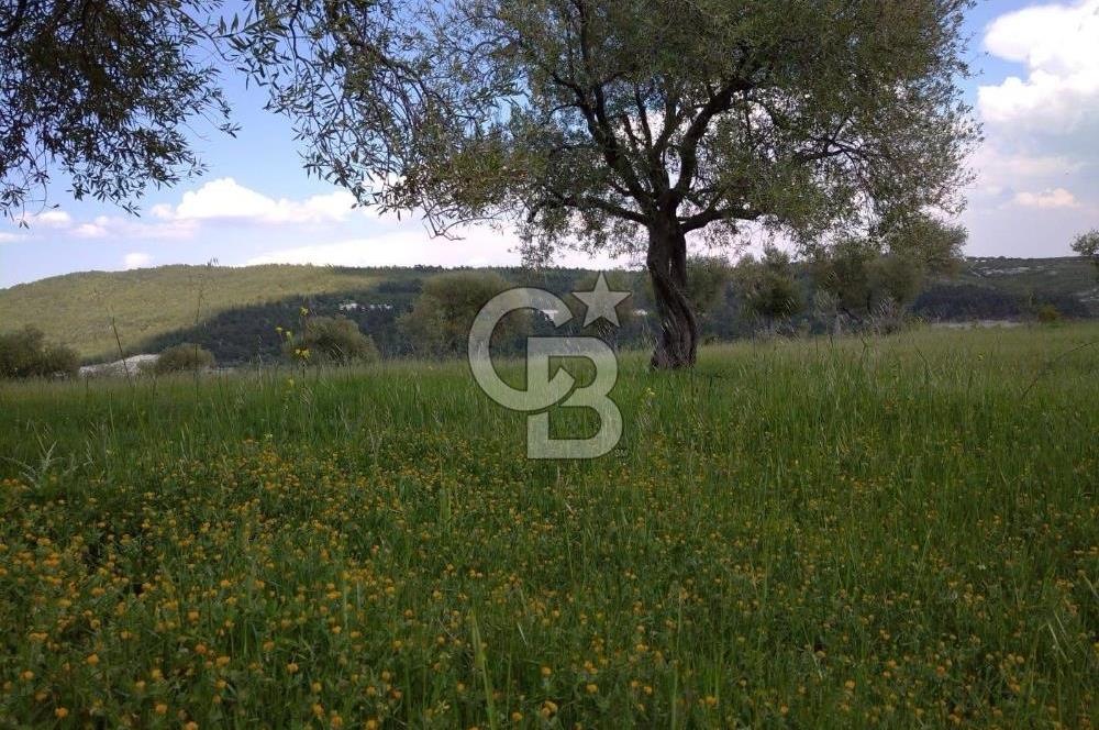 Manisa Şehzadeler Gölyeri'nde Vadi ve Baraj Manzaralı, 48 m2 Evli, 12 Dönümlük Zeytinlik Tarla Satılık