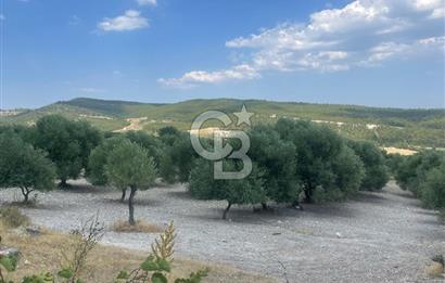Manisa Şehzadeler Gölyeri'nde Vadi ve Baraj Manzaralı, 48 m2 Evli, 12 Dönümlük Zeytinlik Tarla Satılık