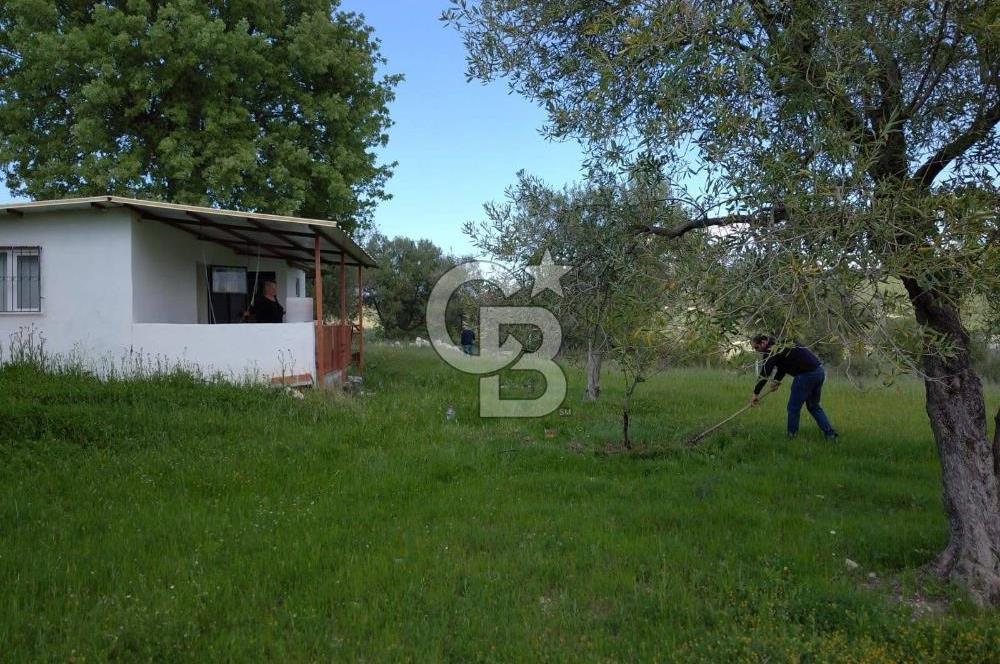 Manisa Şehzadeler Gölyeri'nde Vadi ve Baraj Manzaralı, 48 m2 Evli, 12 Dönümlük Zeytinlik Tarla Satılık