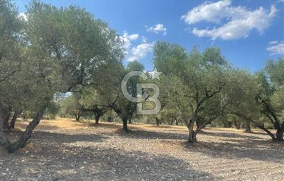 Manisa Şehzadeler Gölyeri'nde Vadi ve Baraj Manzaralı, 48 m2 Evli, 12 Dönümlük Zeytinlik Tarla Satılık