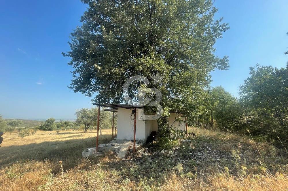 Manisa Şehzadeler Gölyeri'nde Vadi ve Baraj Manzaralı, 48 m2 Evli, 12 Dönümlük Zeytinlik Tarla Satılık