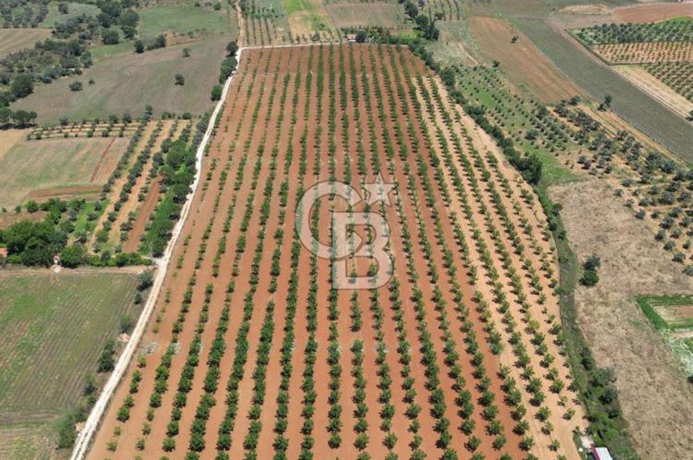 MUĞLA'DA SATILIK TARLA