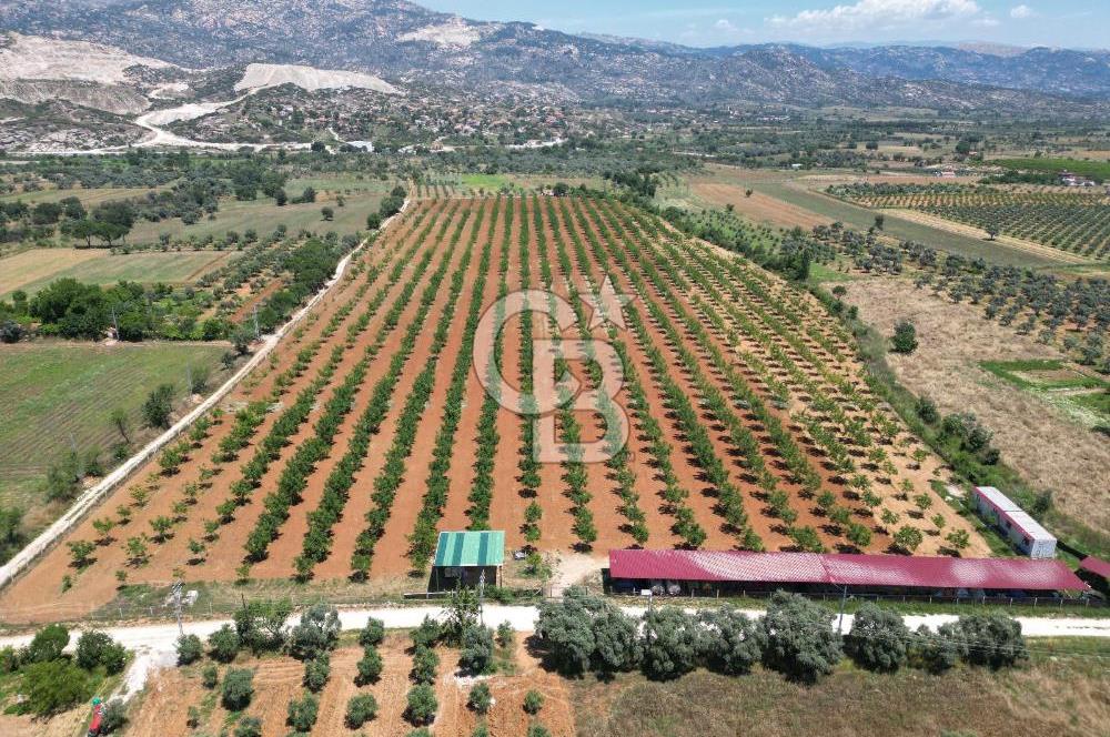 MUĞLA'DA SATILIK TARLA