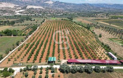 MUĞLA'DA SATILIK TARLA