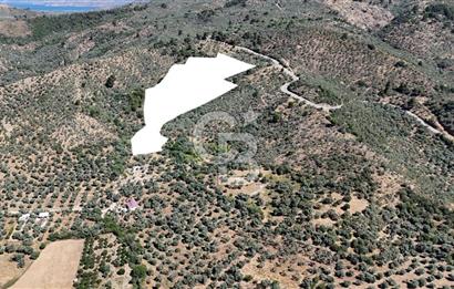 MİLAS DANİŞMENT 38 DÖNÜM ZEYTİNLİK VE YAPI KAYITLI ARSA