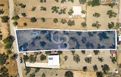 Foça Ilıpınar'da Satılık Müstakil Tapulu Zeytinli Tarla