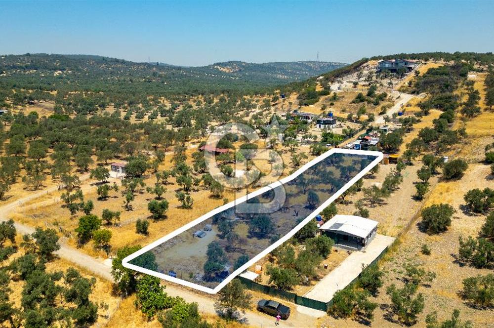 Foça Ilıpınar'da Satılık Müstakil Tapulu Zeytinli Tarla
