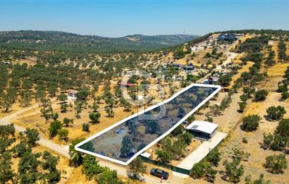 Foça Ilıpınar'da Satılık Müstakil Tapulu Zeytinli Tarla