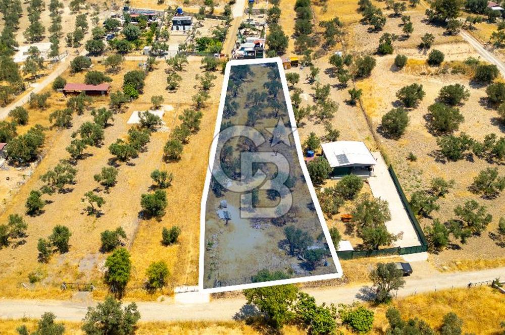 Foça Ilıpınar'da Satılık Müstakil Tapulu Zeytinli Tarla