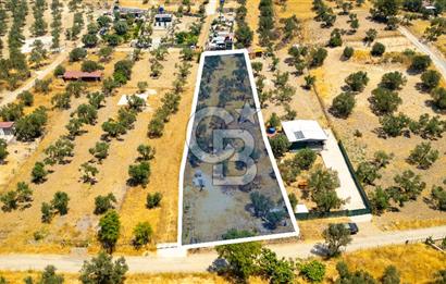Foça Ilıpınar'da Satılık Müstakil Tapulu Zeytinli Tarla
