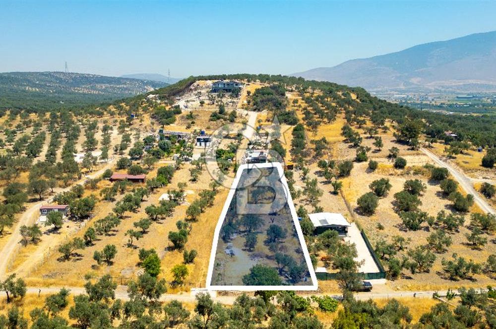 Foça Ilıpınar'da Satılık Müstakil Tapulu Zeytinli Tarla