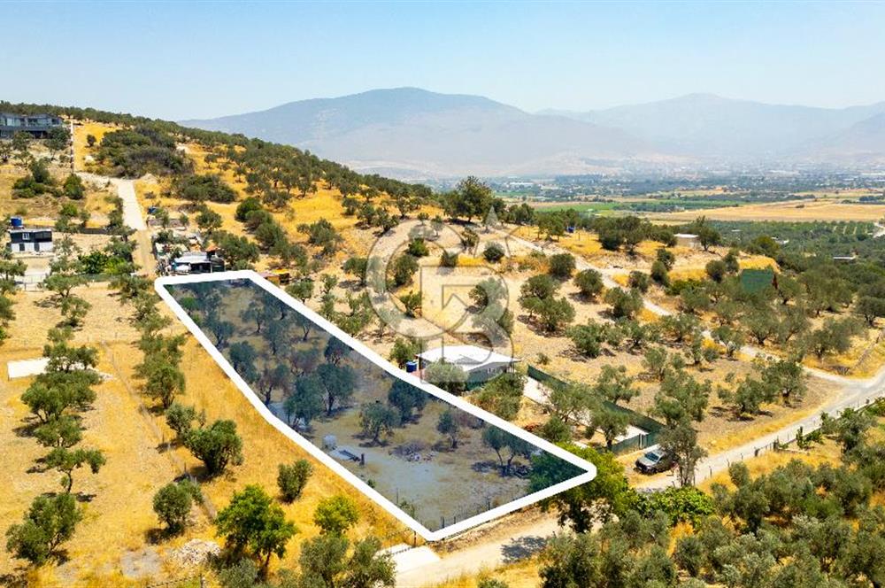 Foça Ilıpınar'da Satılık Müstakil Tapulu Zeytinli Tarla