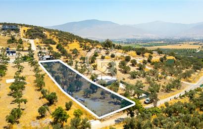 Foça Ilıpınar'da Satılık Müstakil Tapulu Zeytinli Tarla
