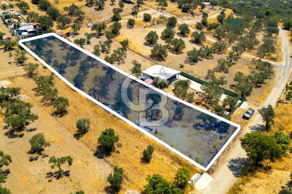 Foça Ilıpınar'da Satılık Müstakil Tapulu Zeytinli Tarla