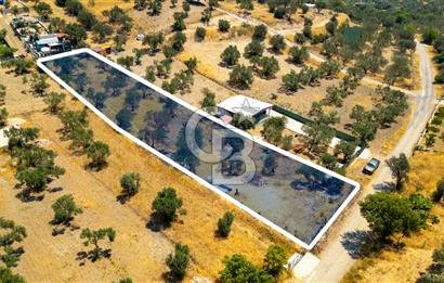 Foça Ilıpınar'da Satılık Müstakil Tapulu Zeytinli Tarla