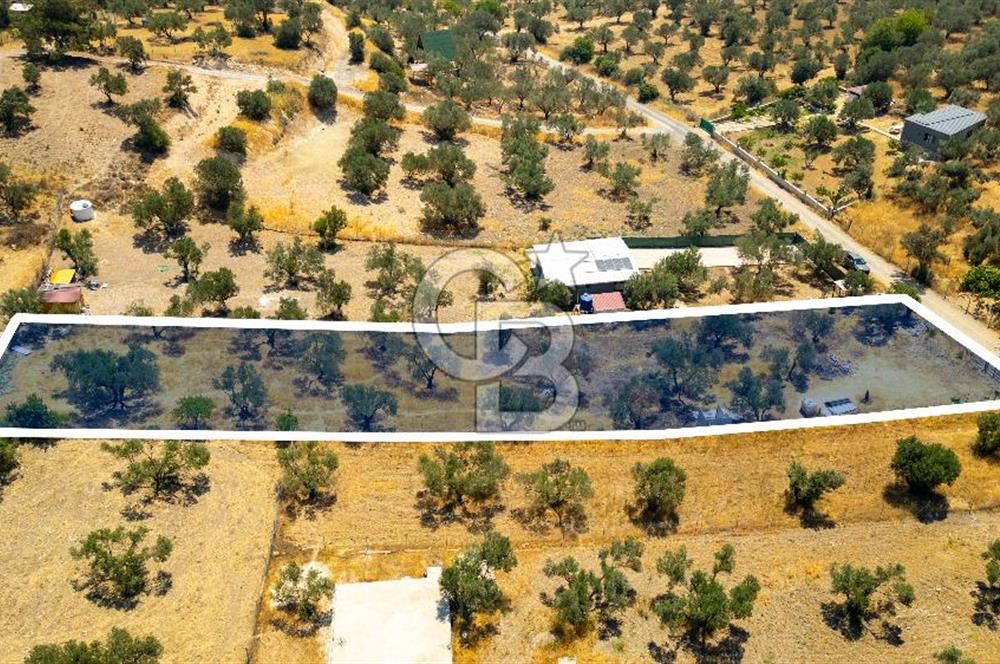 Foça Ilıpınar'da Satılık Müstakil Tapulu Zeytinli Tarla