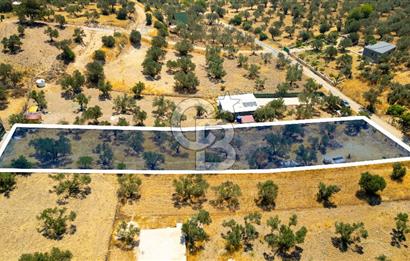 Foça Ilıpınar'da Satılık Müstakil Tapulu Zeytinli Tarla