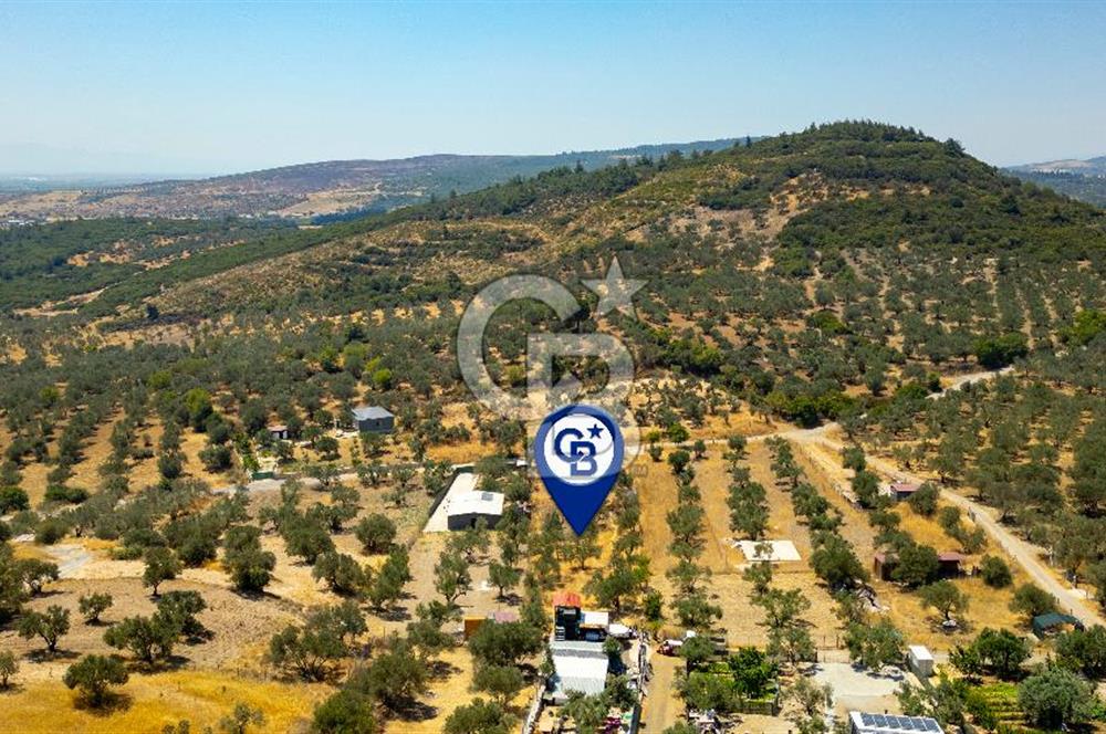 Foça Ilıpınar'da Satılık Müstakil Tapulu Zeytinli Tarla