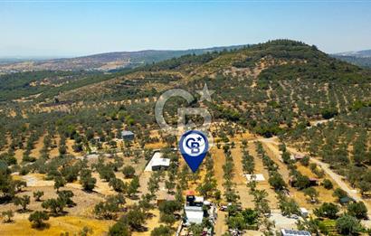 Foça Ilıpınar'da Satılık Müstakil Tapulu Zeytinli Tarla