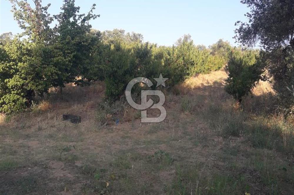 LAPSEKİ CUMHURİYET MAHALLESİ’NDE SATILIK MEYVE BAHÇESİ 