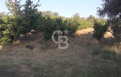 LAPSEKİ CUMHURİYET MAHALLESİ’NDE SATILIK MEYVE BAHÇESİ 