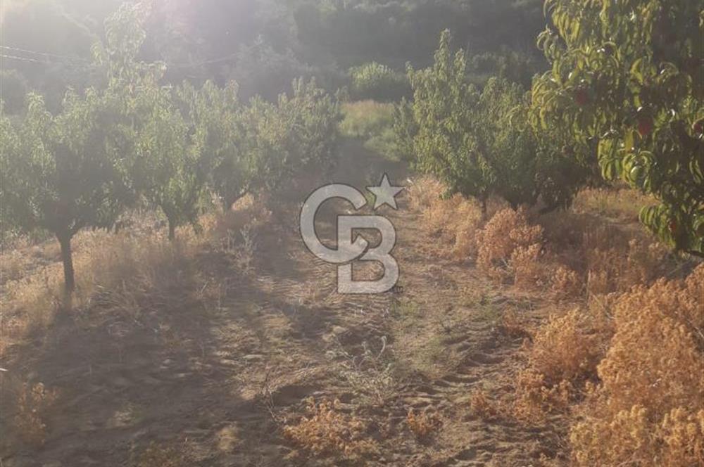 LAPSEKİ CUMHURİYET MAHALLESİ’NDE SATILIK MEYVE BAHÇESİ 