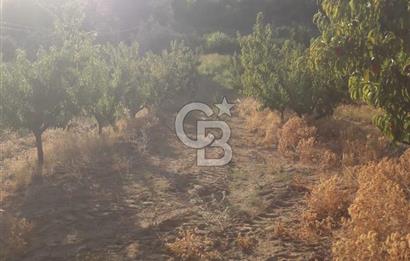 LAPSEKİ CUMHURİYET MAHALLESİ’NDE SATILIK MEYVE BAHÇESİ 