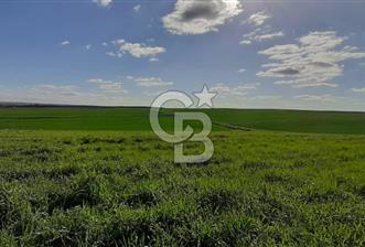 EDİRNE HAVSA ABALAR 15.650 M2 SATILIK TARLA 