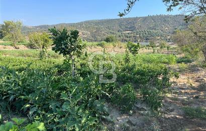 Aydın Buharkent Menderes Mah. Satılık Tarla 