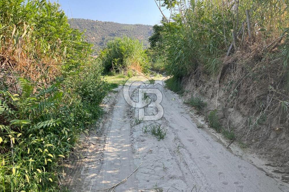Aydın Buharkent Menderes Mah. Satılık Tarla 