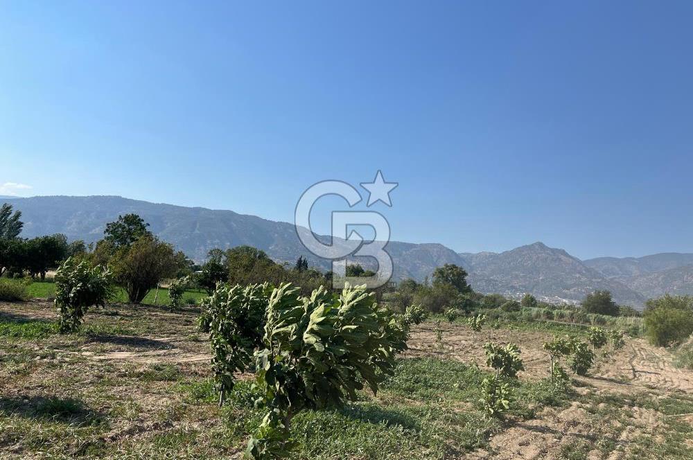Aydın Buharkent Menderes Mah. Satılık Tarla 