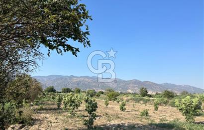 Aydın Buharkent Menderes Mah. Satılık Tarla 