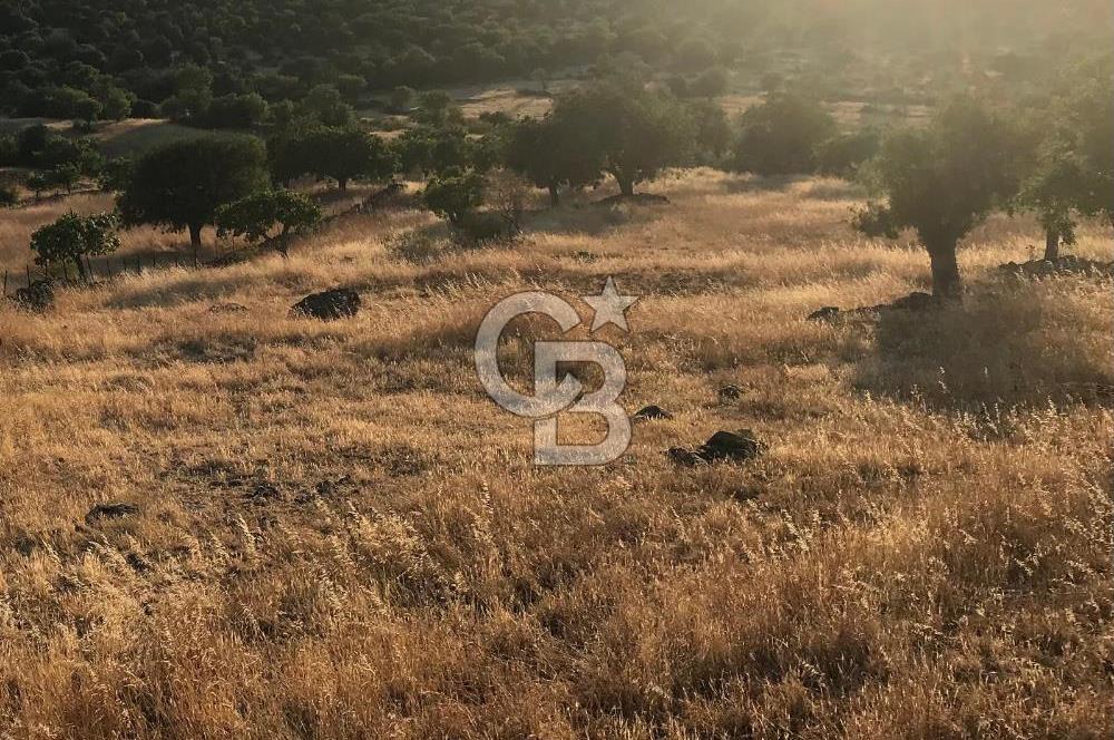 Dazyurt'ta Köye Sınır Arazi